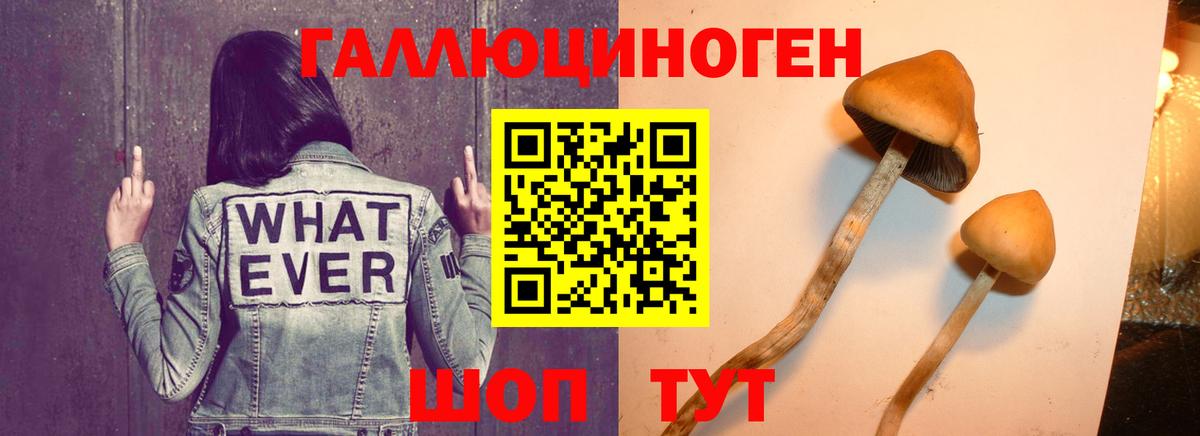 Коряжма  Галлюциногенные грибы Psilocybe  Вход с VPN 