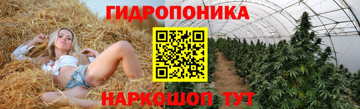Шишки марихуана план  Конопля сатива  Вход с VPN  Коряжма 